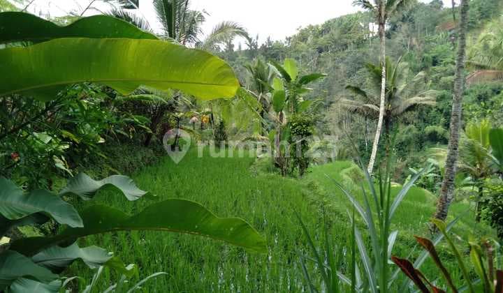 Kesempatan Terbatas Buat Anda Dapatkan Tanah Nyaman dengan Return Investasi Tinggi di Payangan, Gianyar.