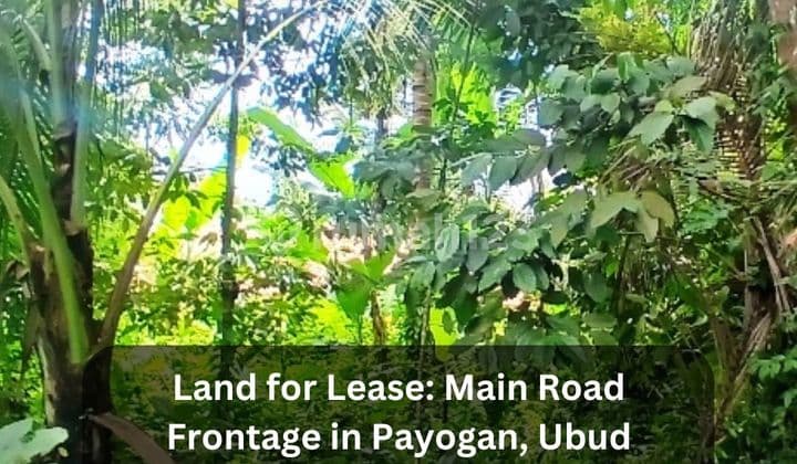 Tanah Untuk Disewa - Depan Jalan Utama di Payogan, Ubud