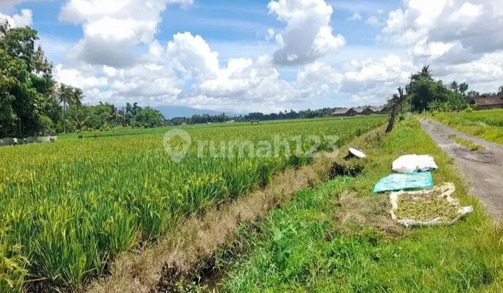 Lahan Luas 7.000 M² di Ajung, Cocok untuk Usaha & Investasi Lahan Luas 7.000 M² di Ajung, Cocok untuk Usaha & Investasi