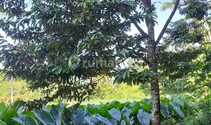 Investasi Kebun 2342M² Produktif Harga Terjangkau, SHM