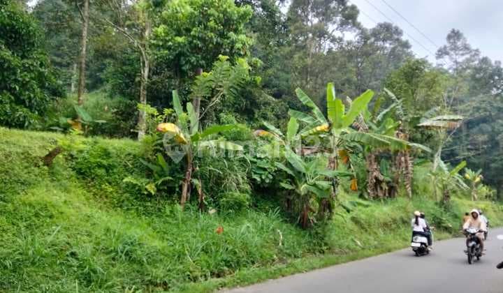 Tanah Kebun di Jual di Bogor