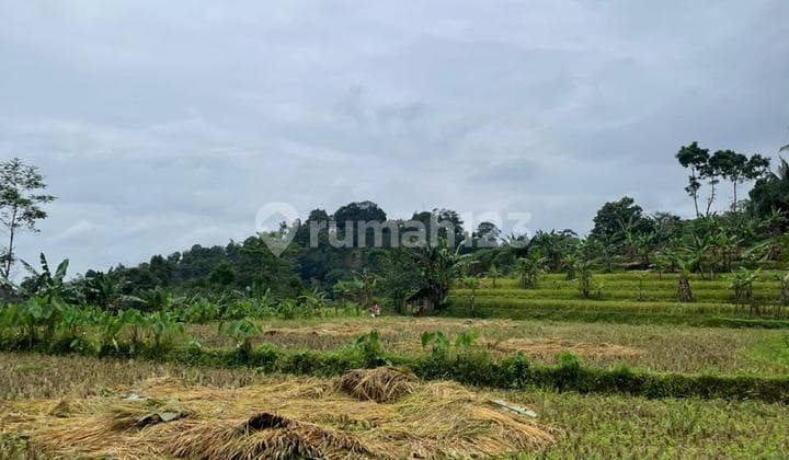 Tanahsawah di Jualbagus Buat Kebun dan Pertanian