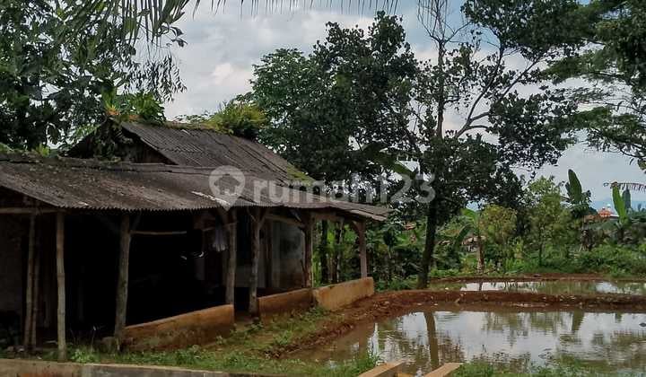 Kolan Ikan di Jual
