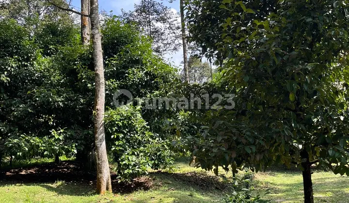 Durian and Mangosteen Garden