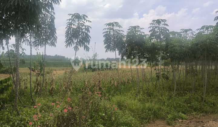 Tanah Potensial Komersil di Patumbak Tanah