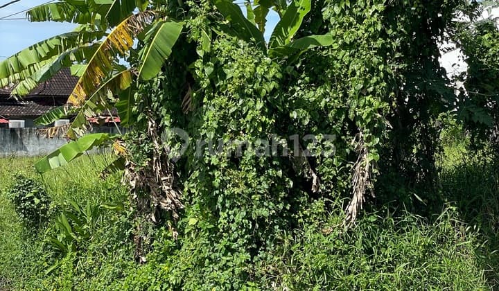 Hook Land 10 Are Potential Suitable for Villa in Cemagi