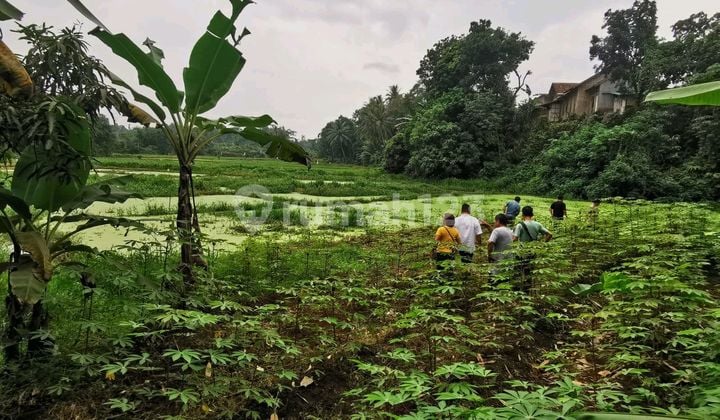 Dijual Cepat Sawah Rumpi Bogor
