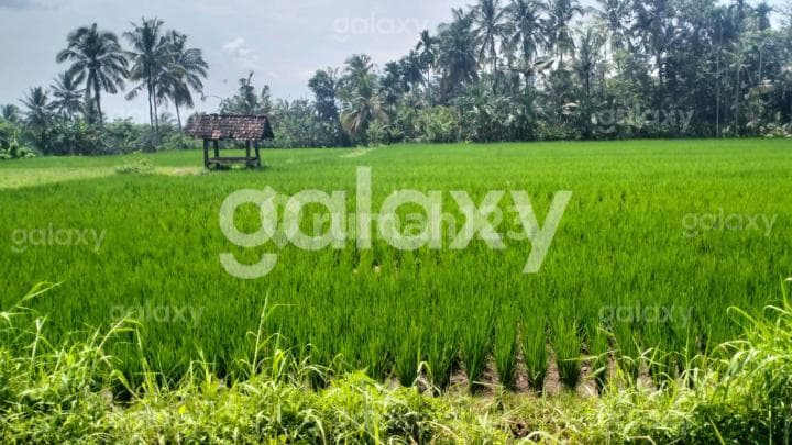 Tanah Pertanian Strategis Dusun Guwuk, Giri, Banyuwangi Gmk03708