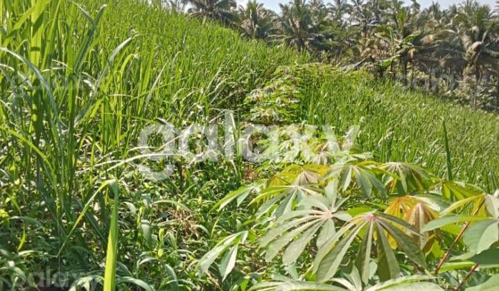 Strategic Land in Sonowangi Village, Ampelgading, Malang Gmk03818