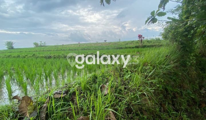 Tanah 1747 M2 Dijual di Singosari Malang Gmk02254