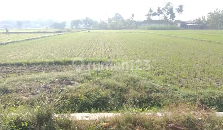 Tanah Sawah Prospek di Madurejo Prambanan