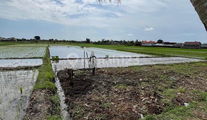 Tanah Sawah Zona Hijau di Kaba Kaba Tabanan