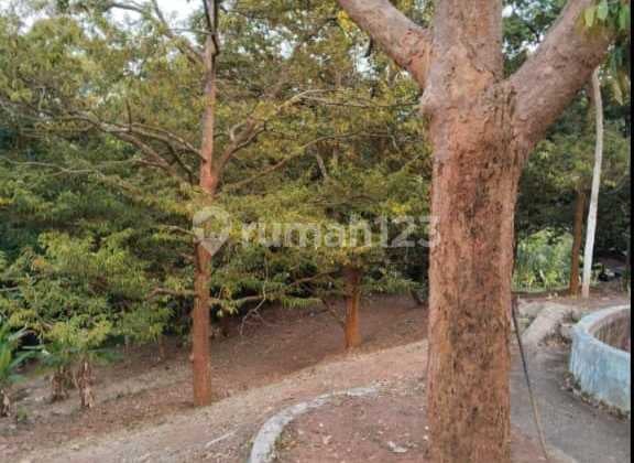Cheap Garden for Sale in Serang Banten