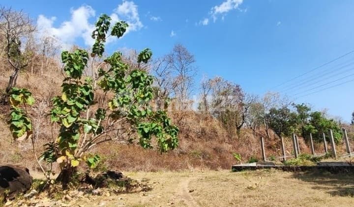 1 Hektar Siap Kembang di Temukus - 8 Menit ke Lovina, Potensi Perumahan Besar!