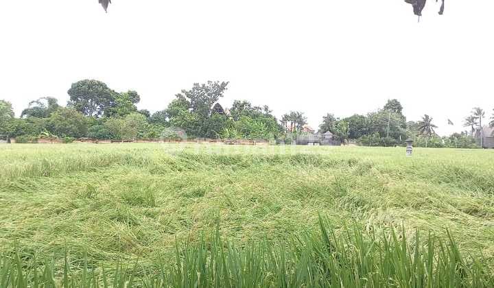 3 Are Tanah di Sewakan , Nyanyi Area