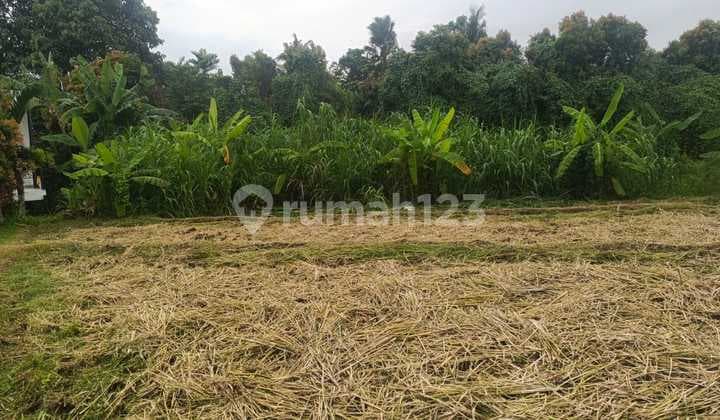 Land Size 15 Are Leasehold Rice Field View In Babakan, Canggu