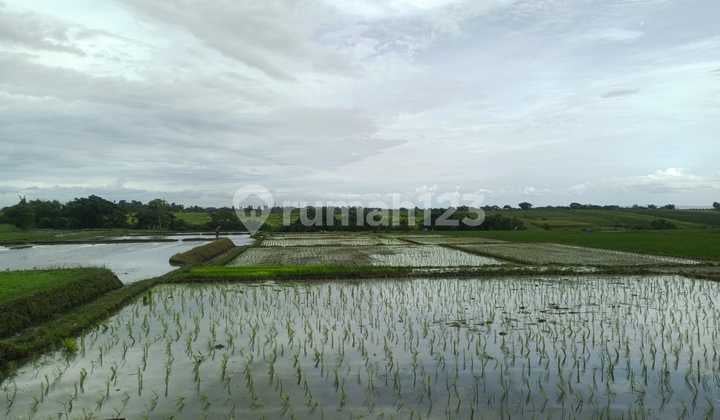 Tanah Freehold 13 Are Dijual Dekat Pantai Kelating, Bali