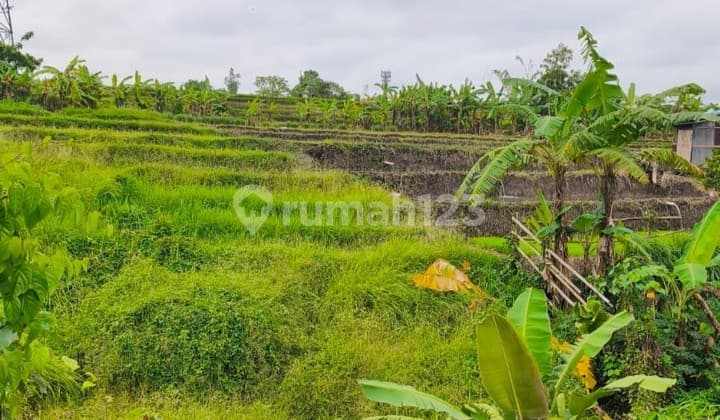 3 Are Freehold Land - Buduk, River & Rice Field View- Pj006