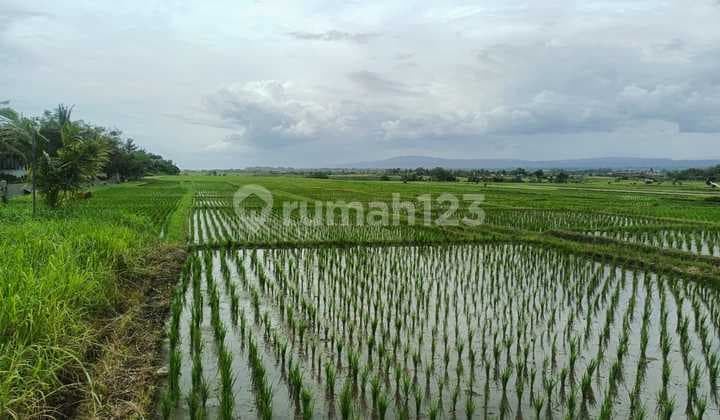 Tanah Freehold 27 Are Dijual Dekat Pantai Kelating, Bali