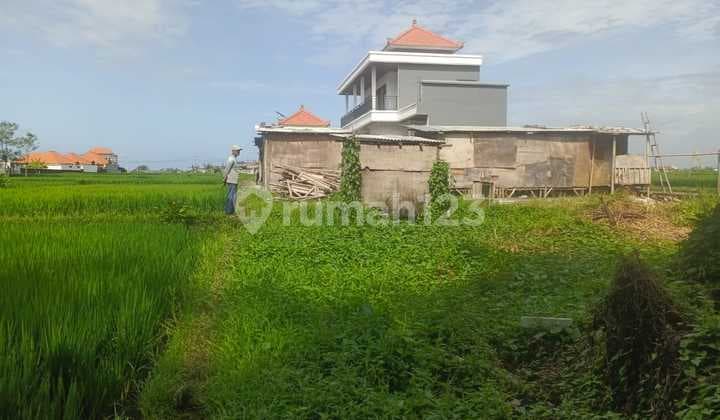 4 Are Leasehold Land For Rent In Cemagi, Badung, Bali - Rice Field View