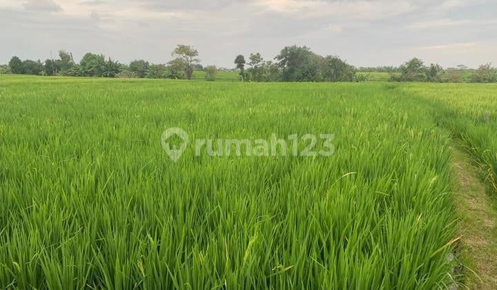 Land Size 4.8 Are Leasehold Near Seseh Beach, Cemagi - Mengwi Lm252