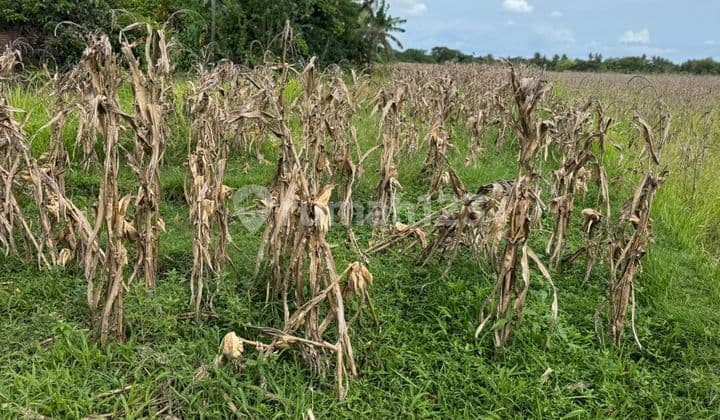 Dijual Tanah Strategis di Pantai Klecung - Tabanan Bali