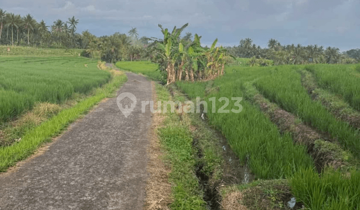 Di Jual Tanah Sawah Produktif - View Gunung Pantai