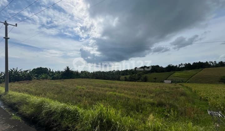 Dijual Tanah Sawah Zona Pink View Pantai - 300 Meter ke Laut Antap Tanah