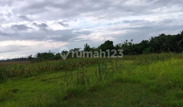 Dijual Tanah Bagus di Desa Wisata - Tabanan, Bali