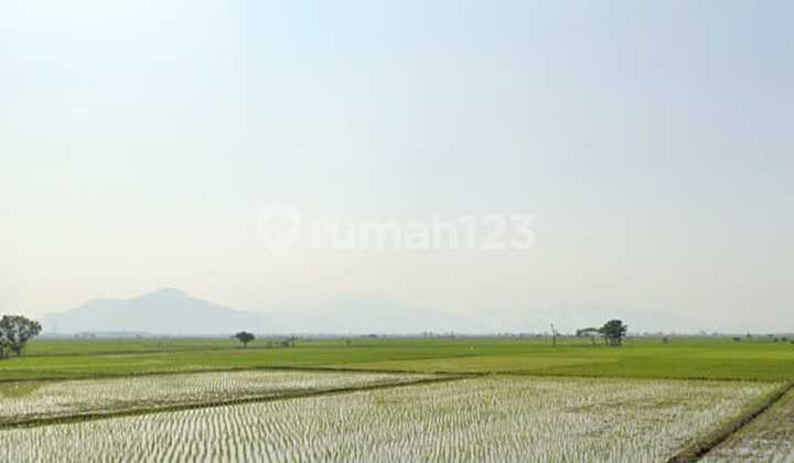 Dijual Tanah Sawah Produktifsetahun Panen 3X