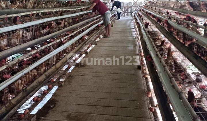 Dijual Tanah dan Bangunan Beserta Usaha Ternak Ayamnya Area Ciwidey - Pasirjambu