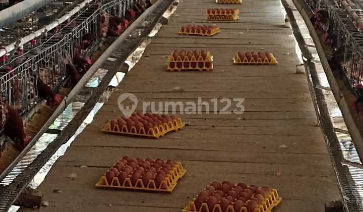 Dijual Rumah dan Kandang Ayam Petelur Masih Aktif
