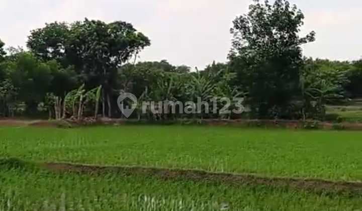 Dijual Sawah Daerah Subang Desa Pringkasap Kab Subang Area Strategis
