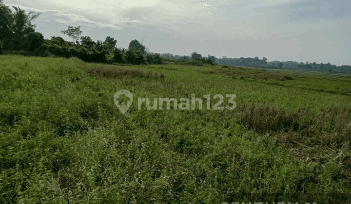 Tanah Sawah Sukarame Cikeusal Nego Sampai Deal