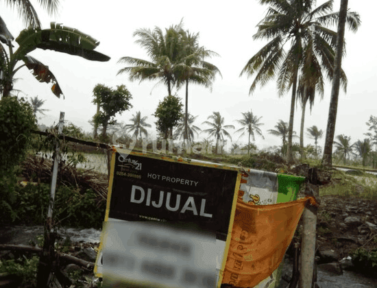 Tanah Sawah Curug Goong Padarincang Nego Sampai Deal