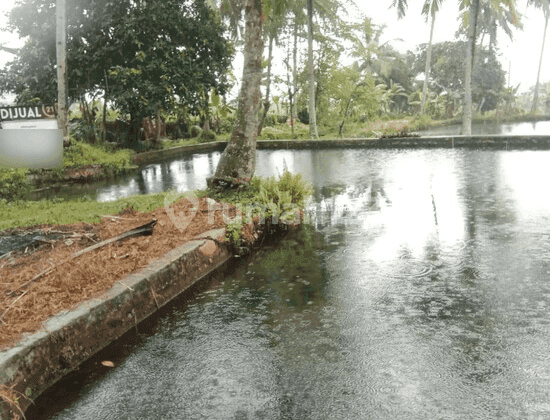 Tanah Berikut 2 Kolam Ikan Curug Goong Padarincang