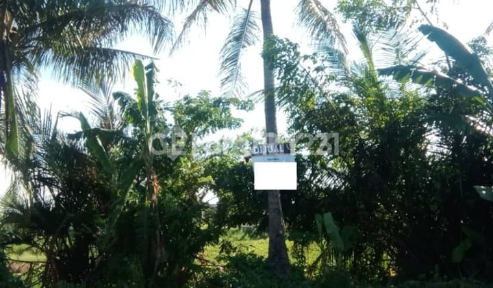 Tanah Kalitimbang Cibeber Nego Sampai Deal