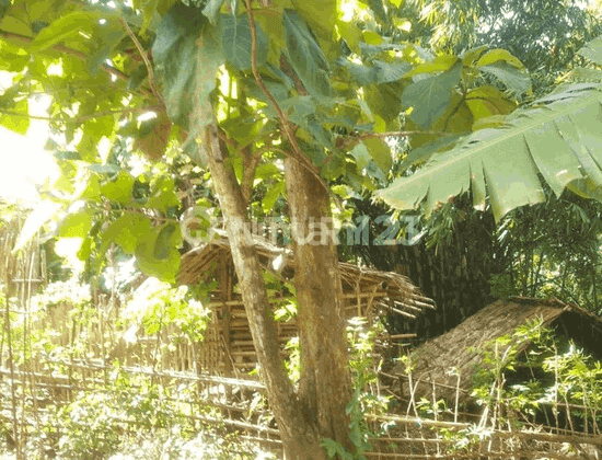 Tanah Kebon Luas di Anyer Harga Miring Nego