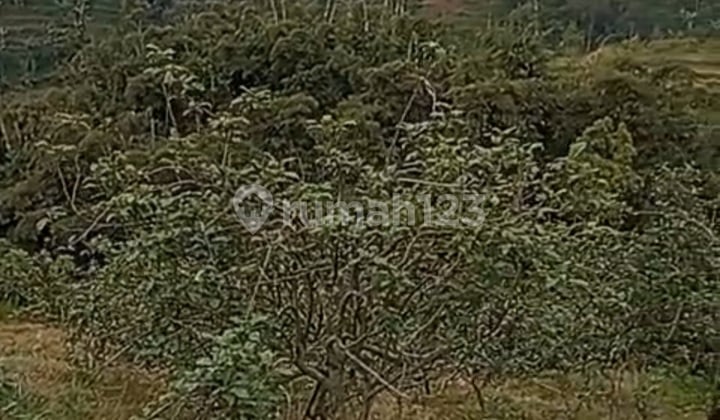 Productive Apple and Orange Orchard