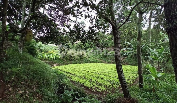 Dijual Tanah di Cigugur Girang Parongpong Kabupaten Bandung Barat