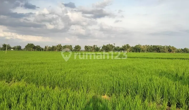 Di Jual Tanah,Di Kel. : Ngelbur Kec. : Kedungpring Kab : Lamongan