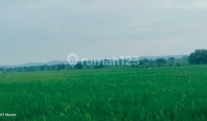 Di Jual Tanah,Di Kel. : Tlogo Agung Kec. : Kembangbahu Kab :Lamongan