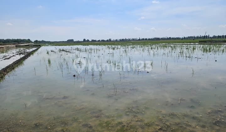 Di Jual Tanah,Di Kel. : Truni Kec. : Babat Kab : Lamongan