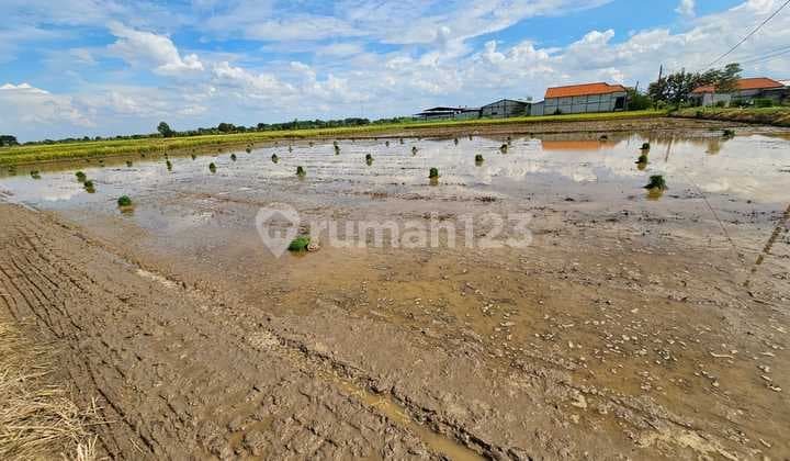 Di Jual Tanah,Di Kel. : Pengumbulanadi Kec. : Tikung Kab : Lamongan