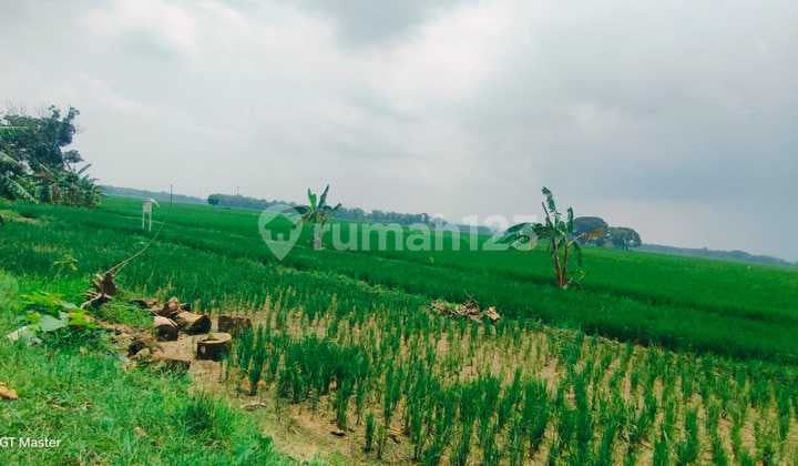 Di Jual Tanah,Di Kel. : Jatidrojok Kec. : Kedungpring Kab : Lamongan
