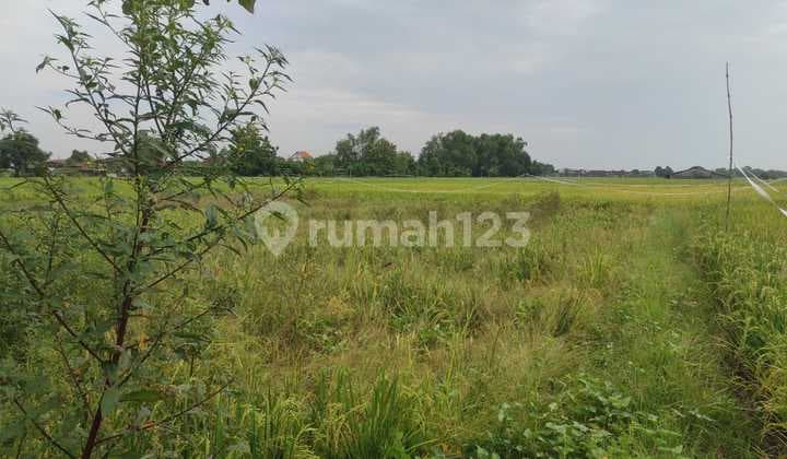 Di Jual Tanah,Di Kel. : Beru Kec. : Sarirejo Kab : Lamongan
