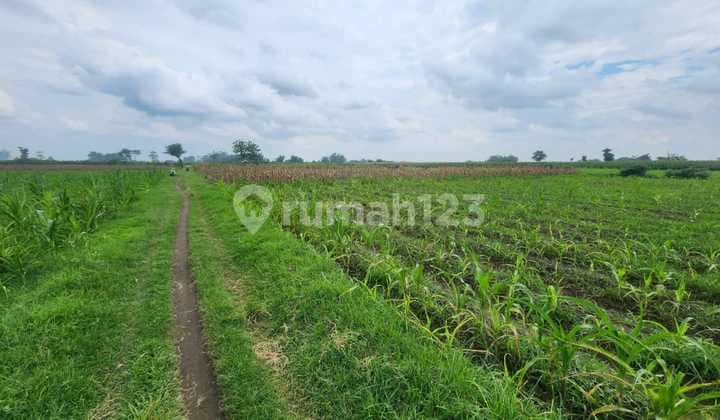 Di Jual Tanah,Di Kel. : Brangkal Kec. : Bandar Kedungmulyo Kab : Jombang