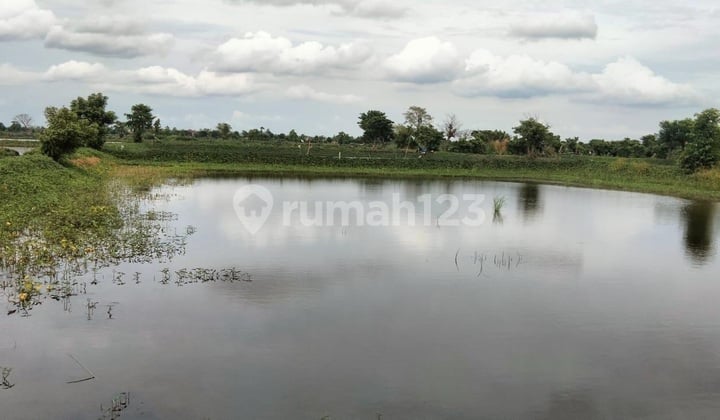 Di Jual Tanah,Di Kel. : Lukrejo Kec. : Kalitengah Kab : Lamongan