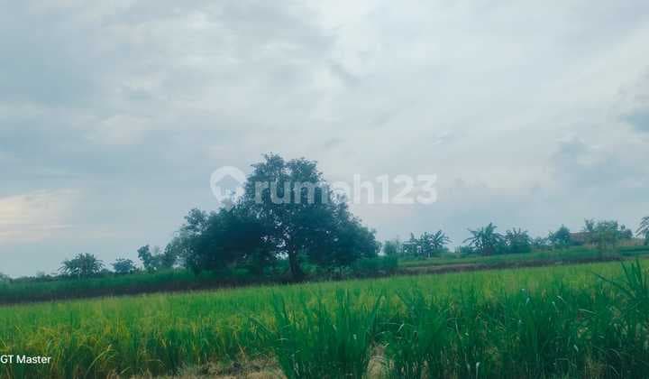 Di Jual Tanah,Di Kel. : Maor Kec. : Kembangbahu Kab : Lamongan