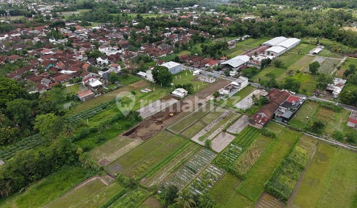 Land with Rice Field & Merapi View, Pandowoharjo